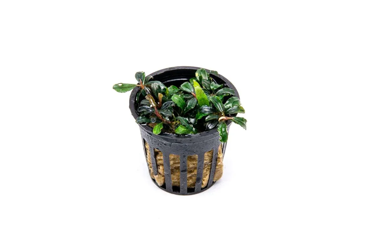 Bucephalandra Lamandau Mini Purple Pot