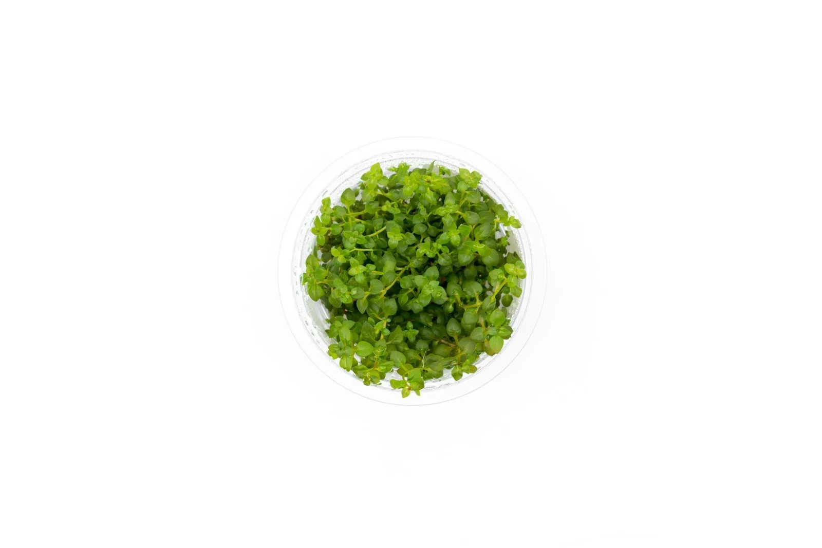 Ludwigia Palustris Super Red Aquatic Farmer Tissue Culture - Image 2