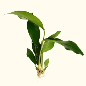 Anubias Hastifolia