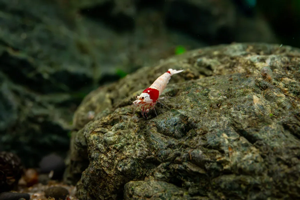 Crystal Red Shrimp (S-SS Grade) - Image 2