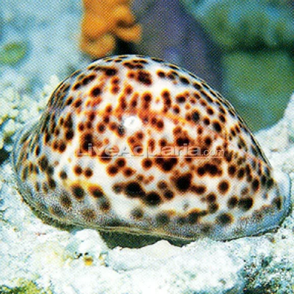 Tiger Cowrie