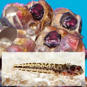 Mexican Barnacle Blenny