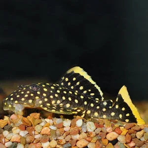 Gold Nugget Plecostomus