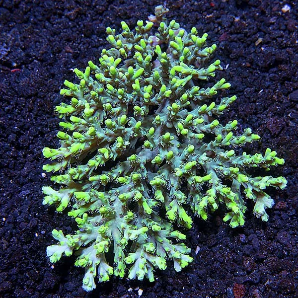Assorted Aussie Acropora Coral 3 Pack - Image 2