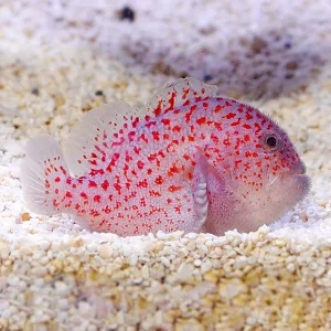 Madagascar Spotted Croucher Goby