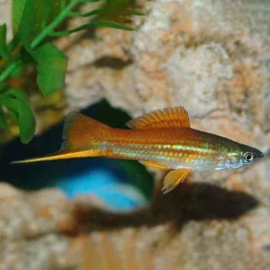 Assorted Swordtail