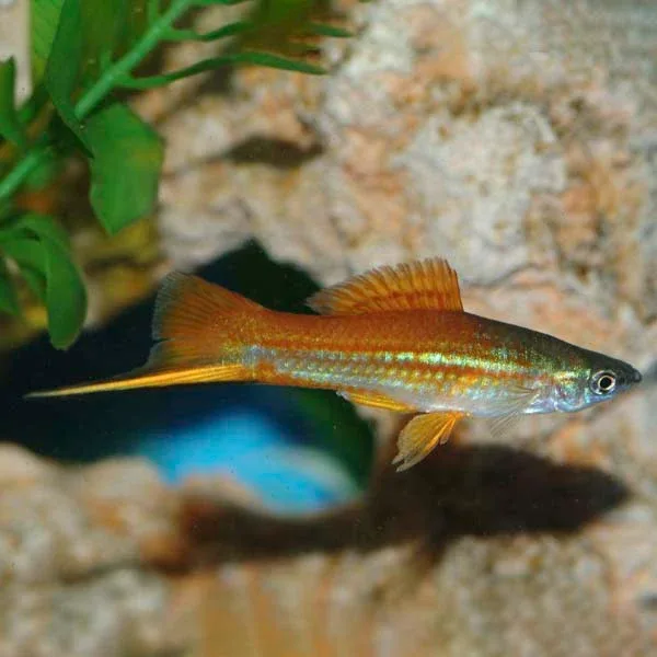 Assorted Swordtail