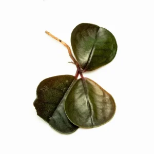Ardisia Sp Green