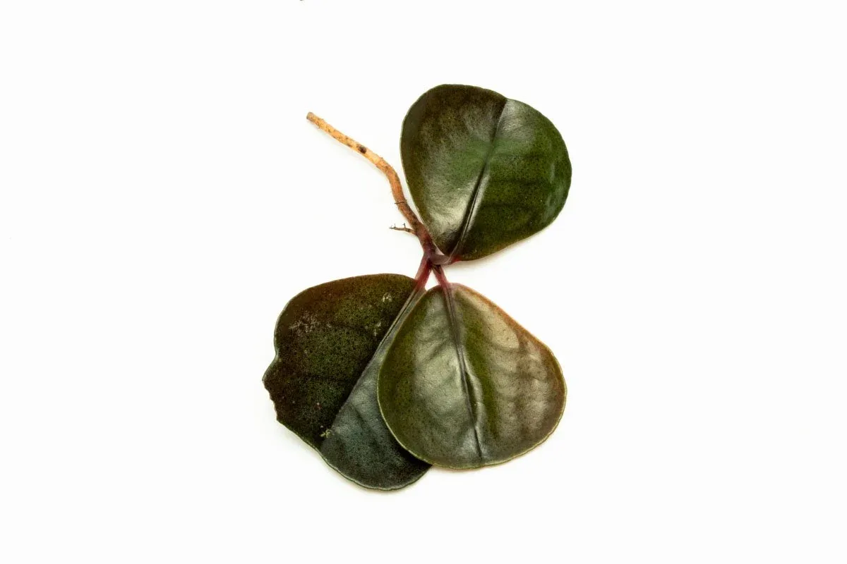 Ardisia Sp Green