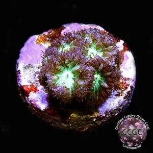 LiveAquaria® CCGC Aquacultured Australian Blastomussa Merletti Coral