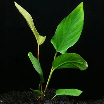 Anubias hastifolia