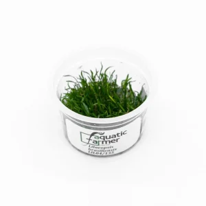 Lilaeopsis Brasilensis Aquatic Farmer Tissue Culture