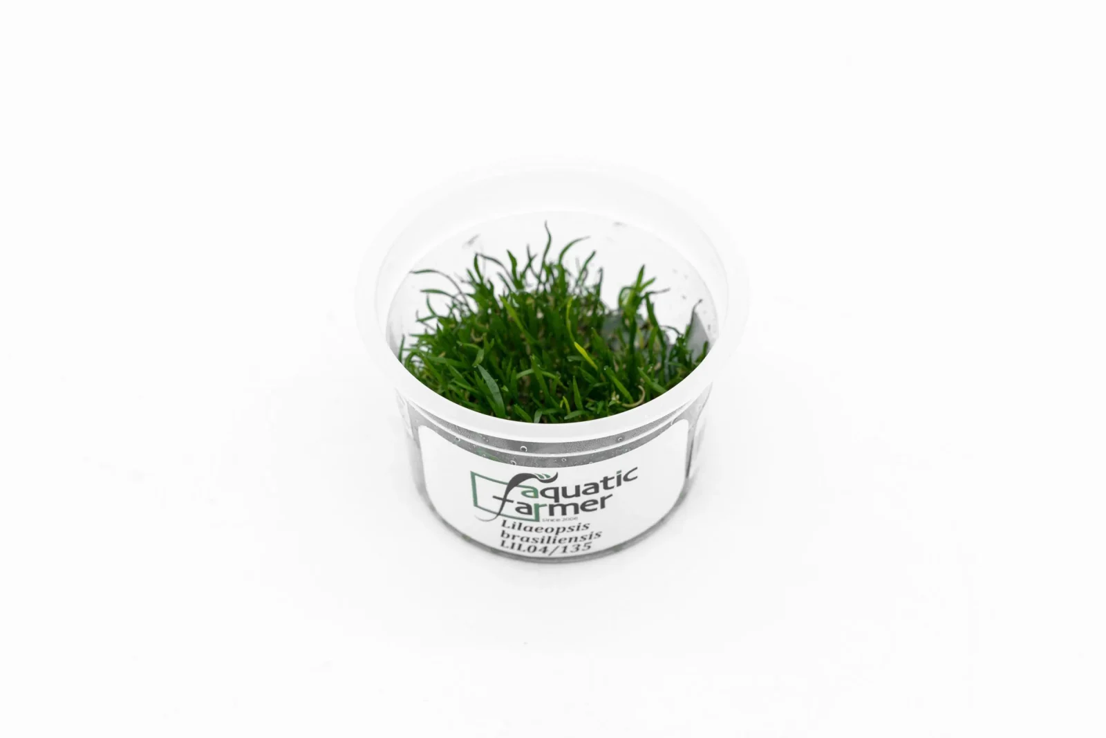 Lilaeopsis Brasilensis Aquatic Farmer Tissue Culture