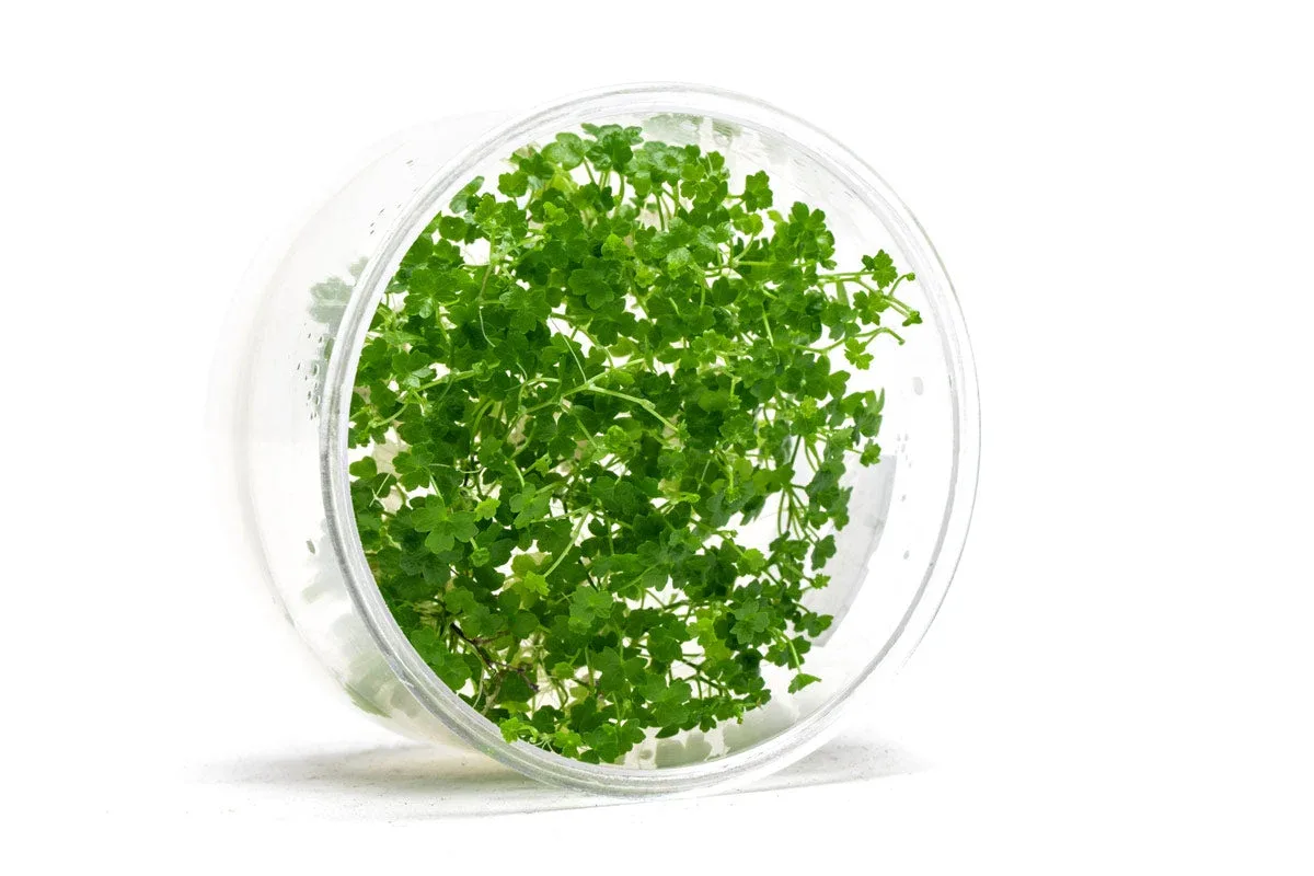 Hydrocotyle Tripartita Mini UNS Tissue Culture - Image 2