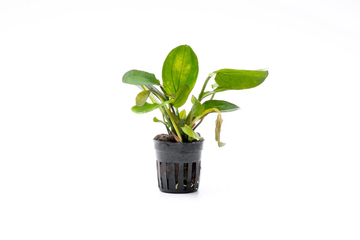 Echinodorus Horizontalis Variegated - Image 2