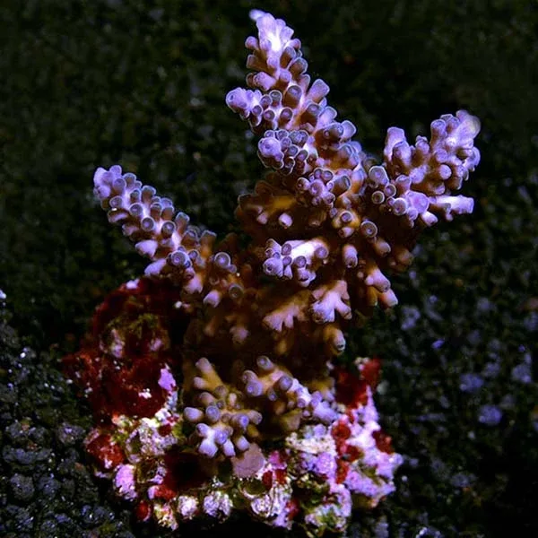 Assorted Maricultured SPS 3 Pack - Image 2