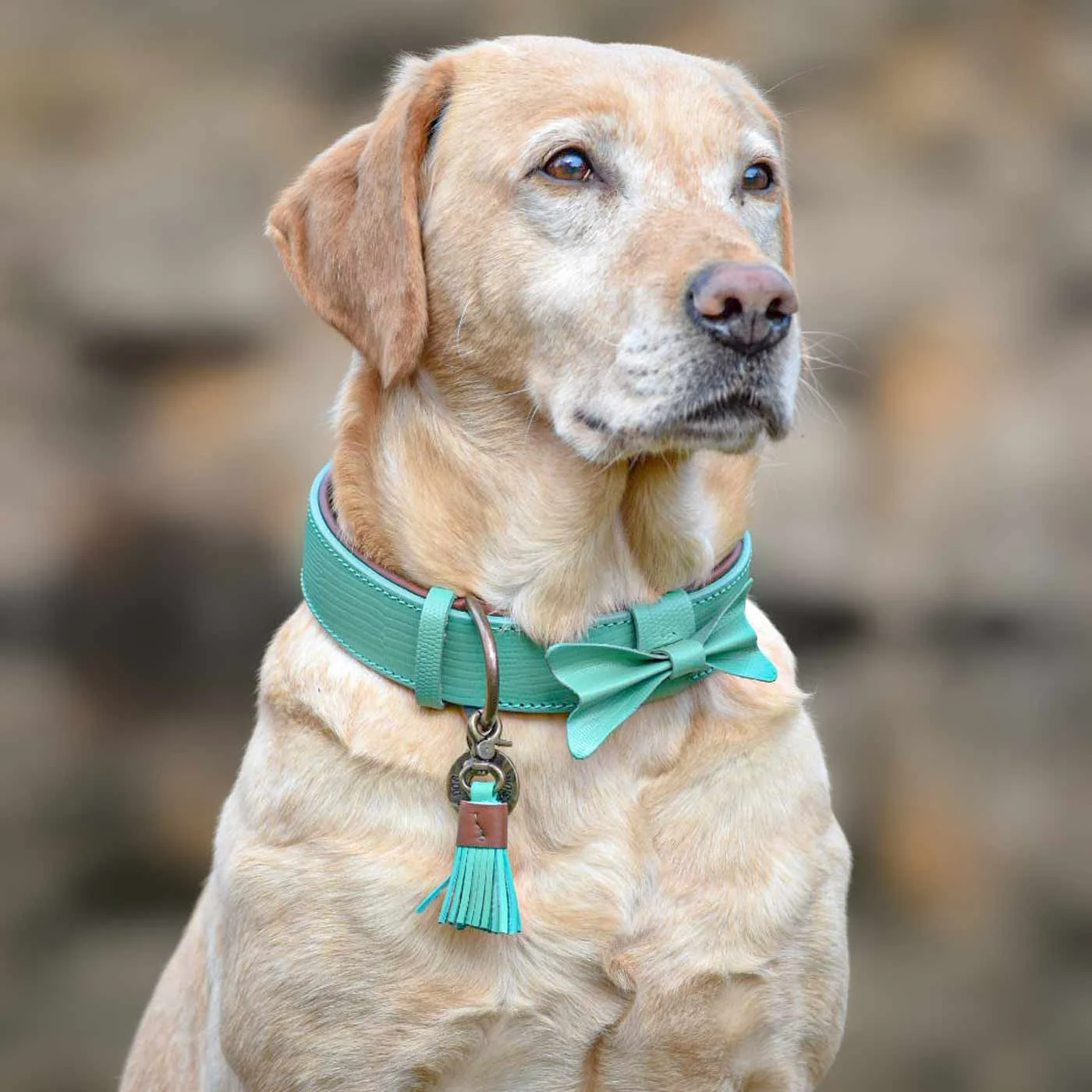 Boomer Dog Collar by DWAM - Image 2
