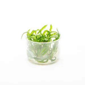 Cryptocoryne Balansae UNS Tissue Culture