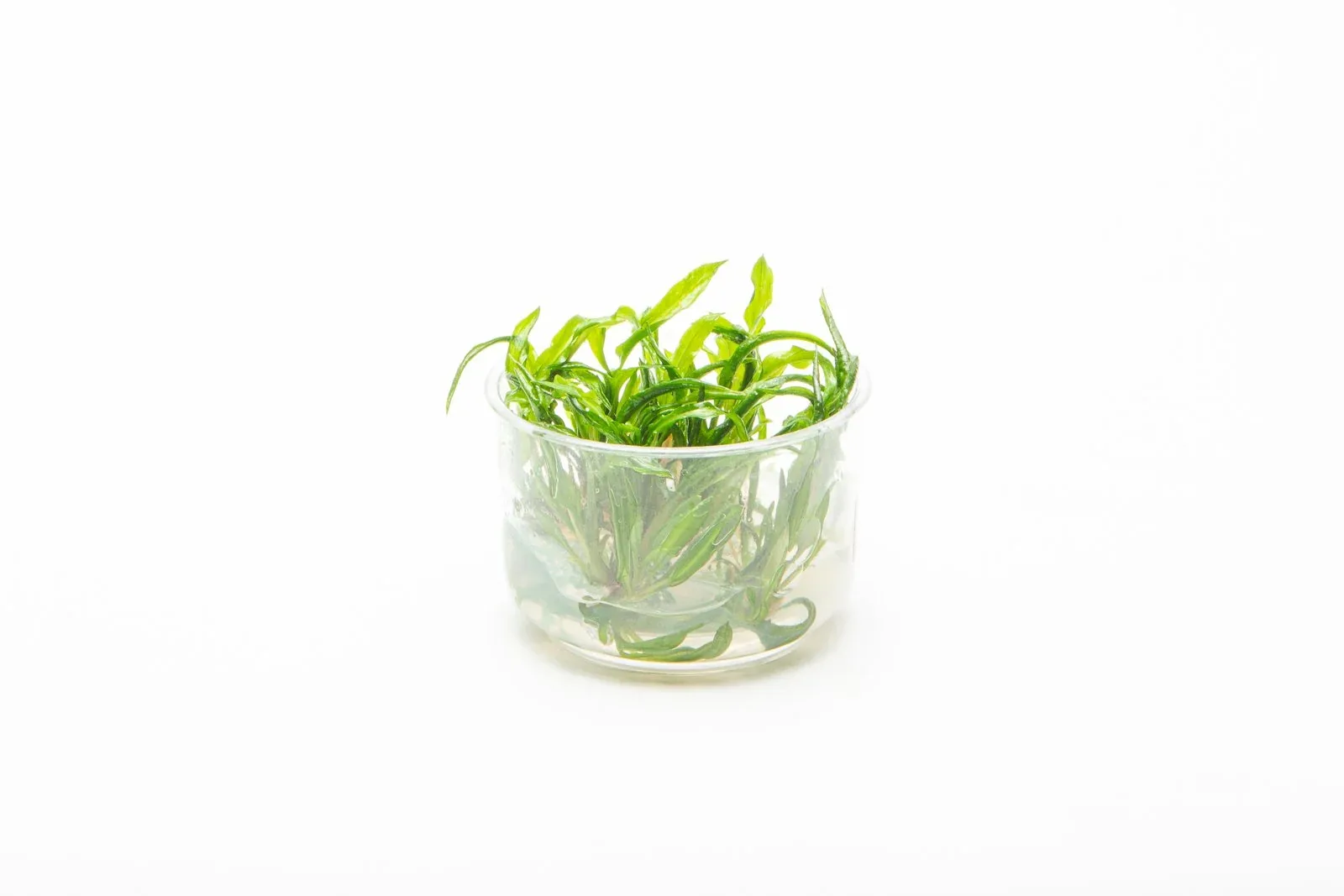 Cryptocoryne Balansae UNS Tissue Culture