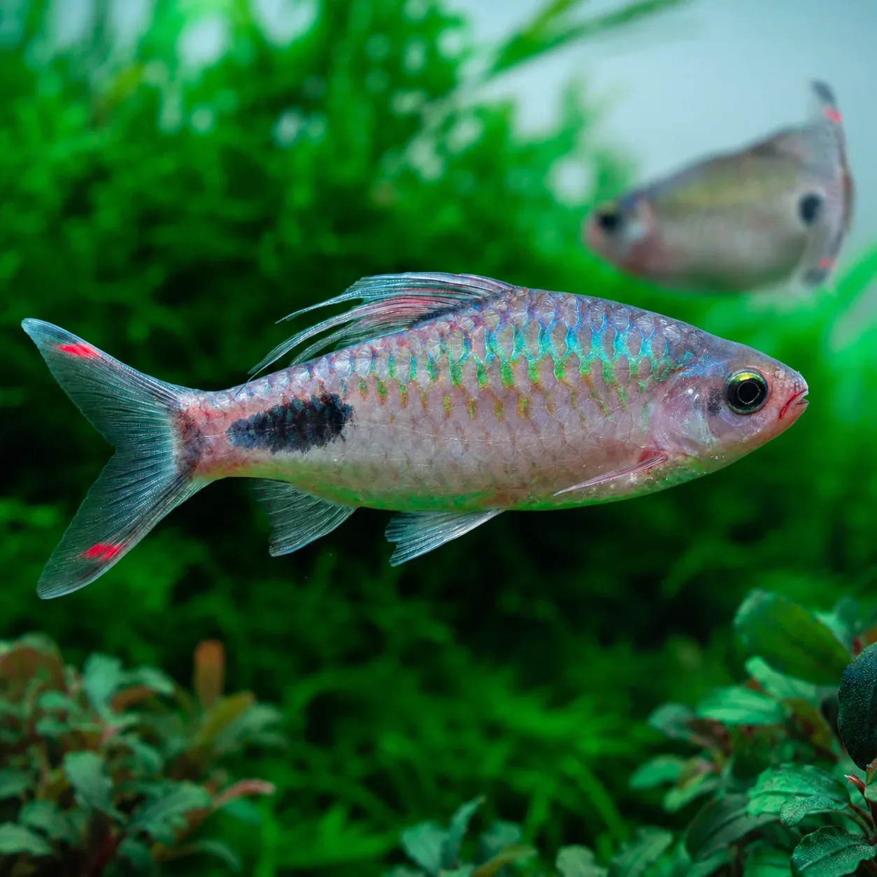 Filamentosa Barb
