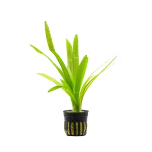 Sagittaria Platyphylla