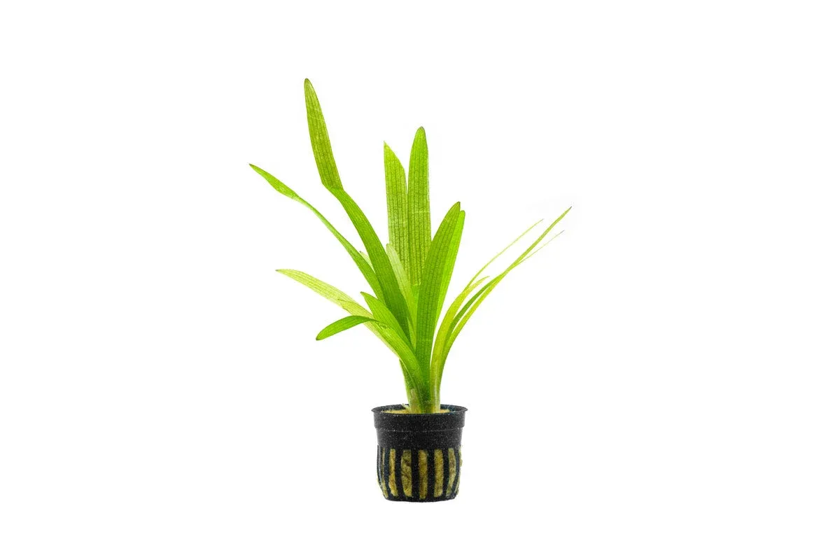 Sagittaria Platyphylla