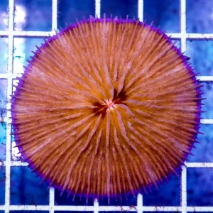 Plate Coral, Orange - Short Tentacle 2.25" WYSIWYG