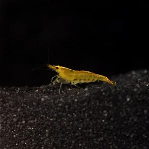 Yellow Shrimp