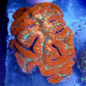 Lobophyllia Coral 5.5" WYSIWYG