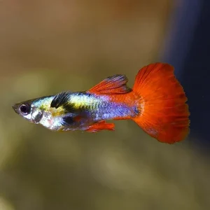 Dumbo Ear Silver Tux Guppy, Male