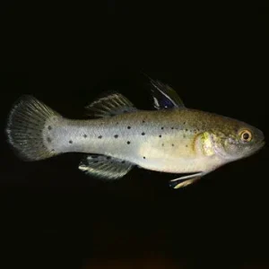 Fan Dance Goby