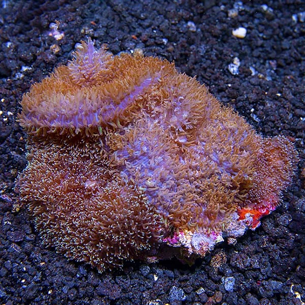 Frilly Bounced Mushroom Coral - Image 2