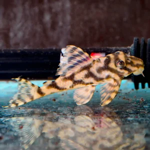 Leopard Frog (L-134) Plecostomus 3.25" WYSIWYG