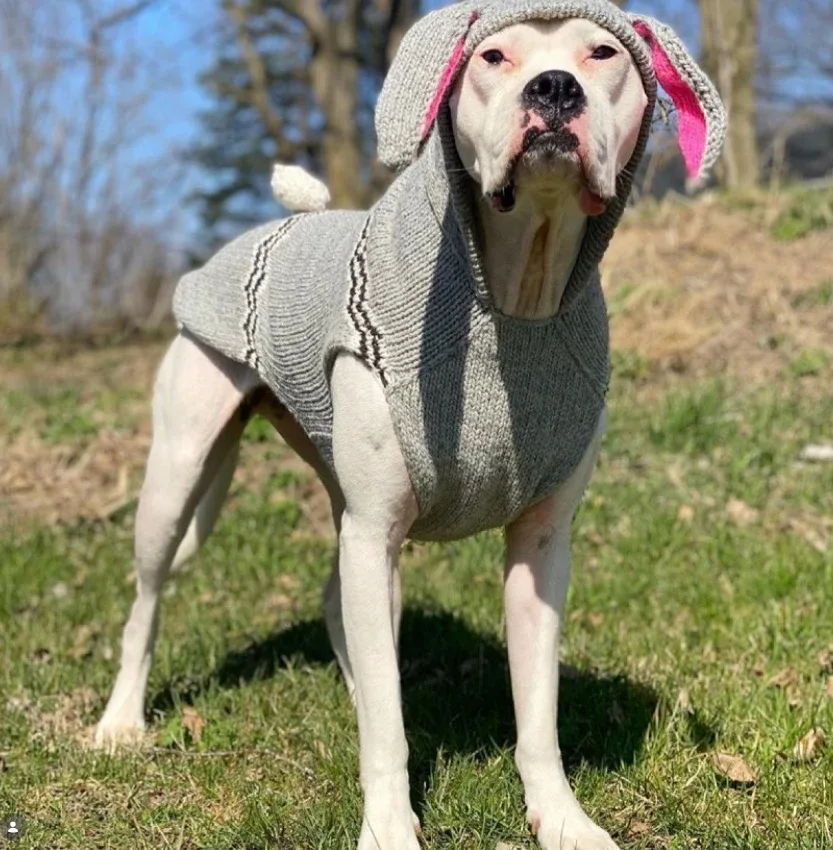 Bunny Hoodie Dog Sweater - Image 2