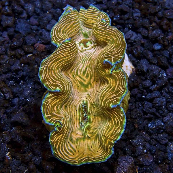 Aquacultured Derasa Clam - Image 2