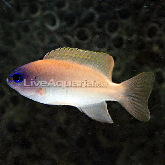 Pink Smith Damselfish