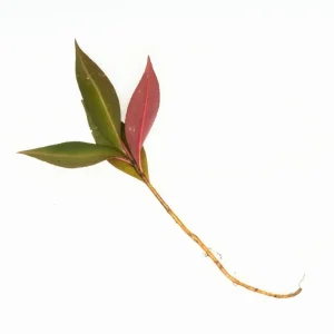 Ardisia Sp Pink Line