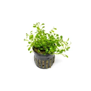 Glossostigma Elatinoides