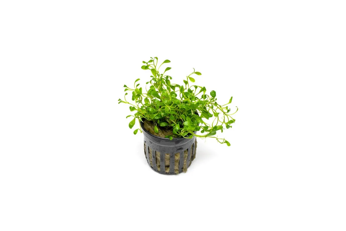 Glossostigma Elatinoides