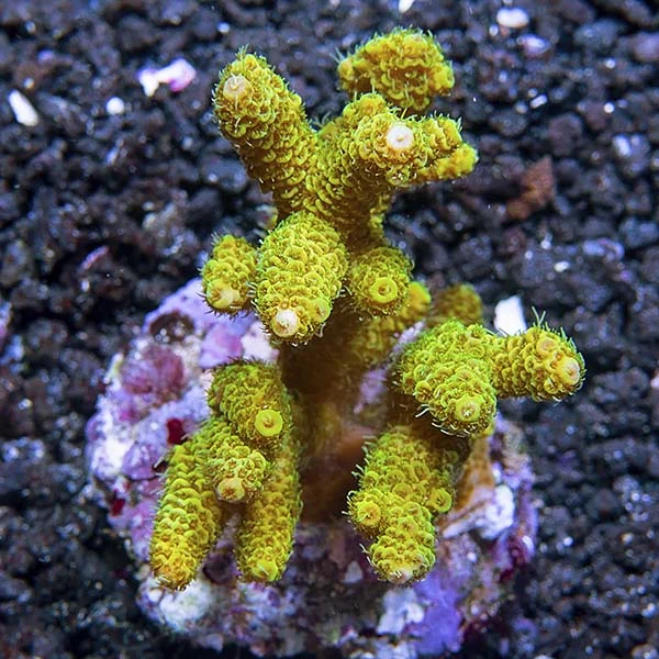 Pink Millepora Acropora Coral - Image 2