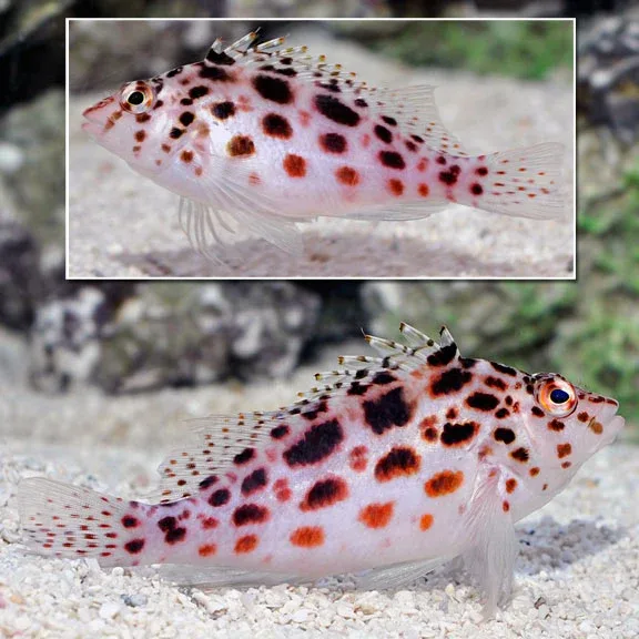 Pixy/Spotted Hawkfish