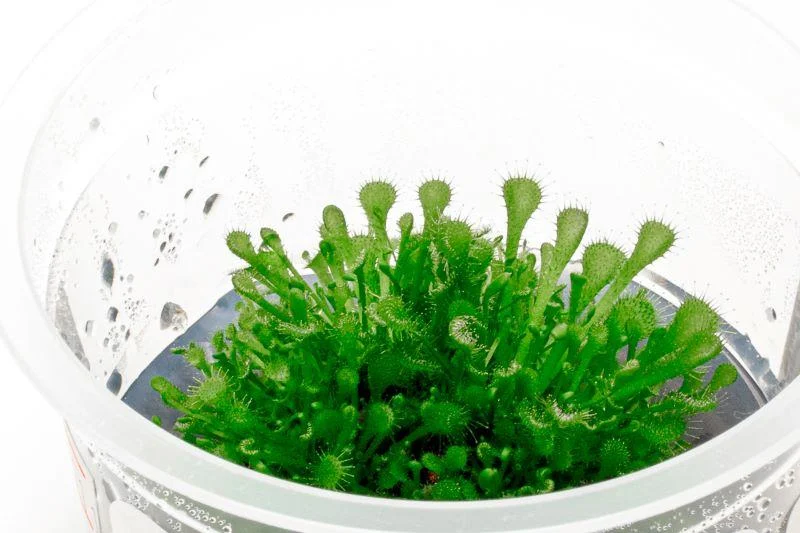 Drosera Rotundifolia Aquatic Farmer Tissue Culture - Image 2