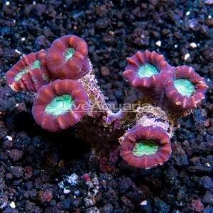 Candy Cane Coral