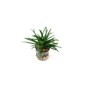Ophiopogon Pusillus