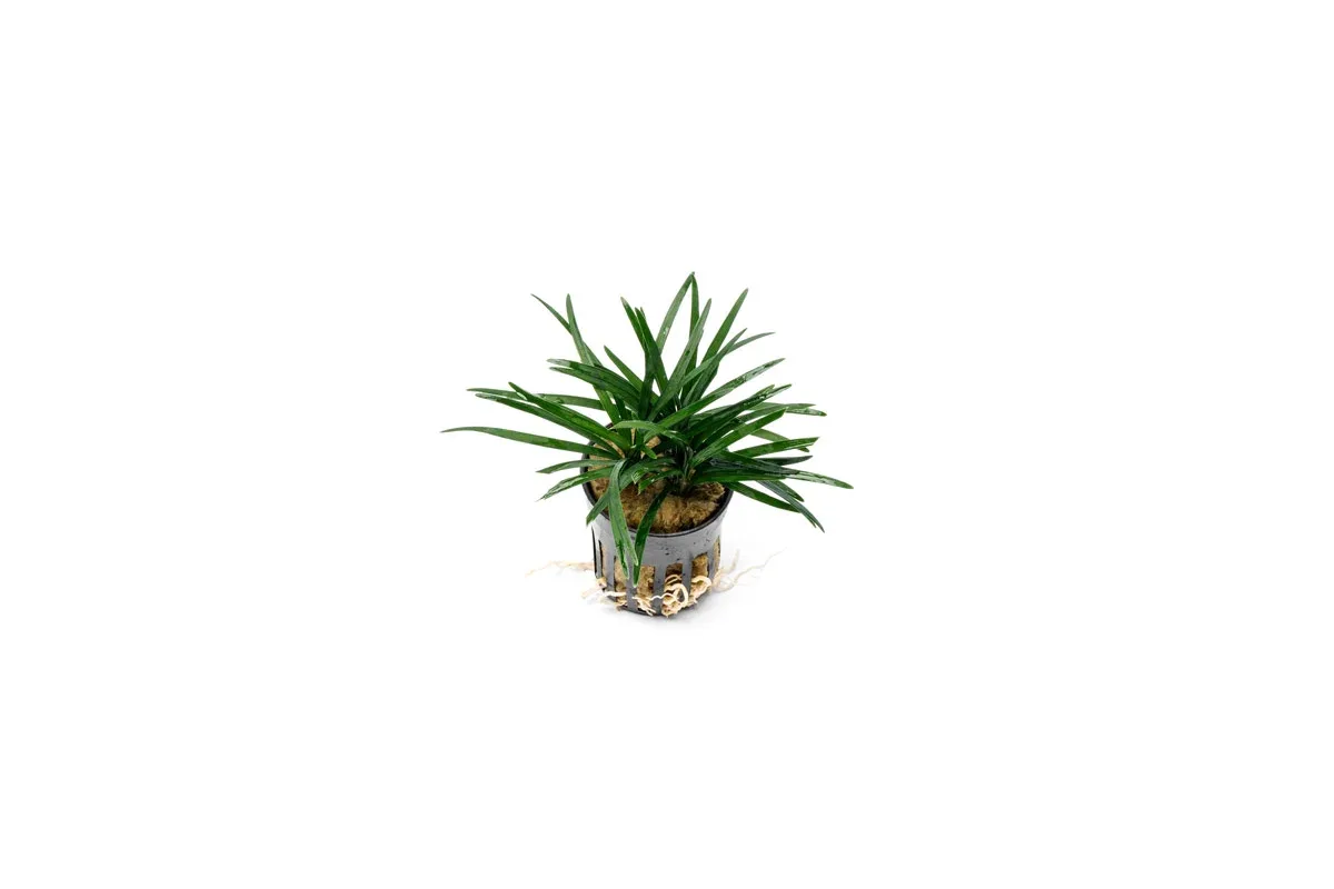 Ophiopogon Pusillus