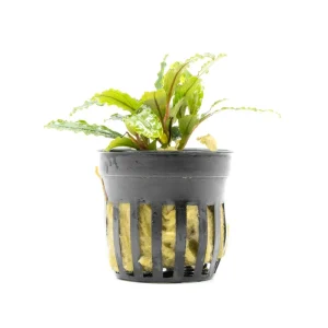 Bucephalandra Velvet (Farmed)
