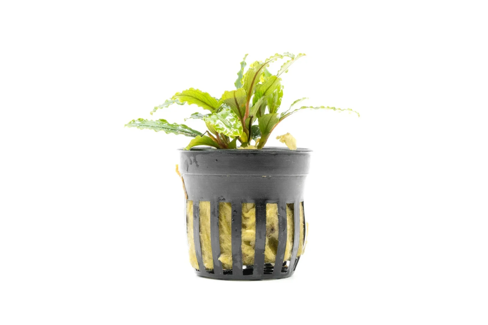 Bucephalandra Velvet (Farmed)