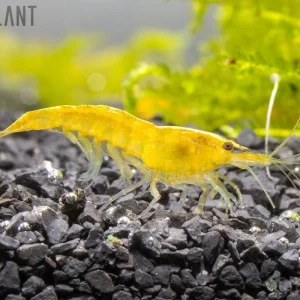 Yellow Goldenback Shrimp