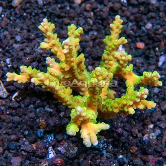 Pink Acropora loripes - Image 2