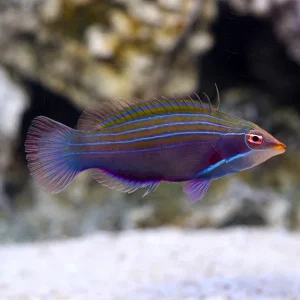 Four Line Wrasse